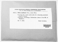 Poria mollusca image